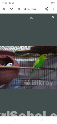 বাজিগার + ডায়মন্ড ডাব